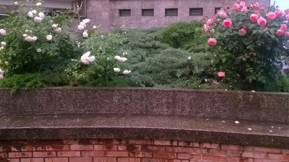 Chi siamo – la giardineria milanese Imprese giardinaggio milano