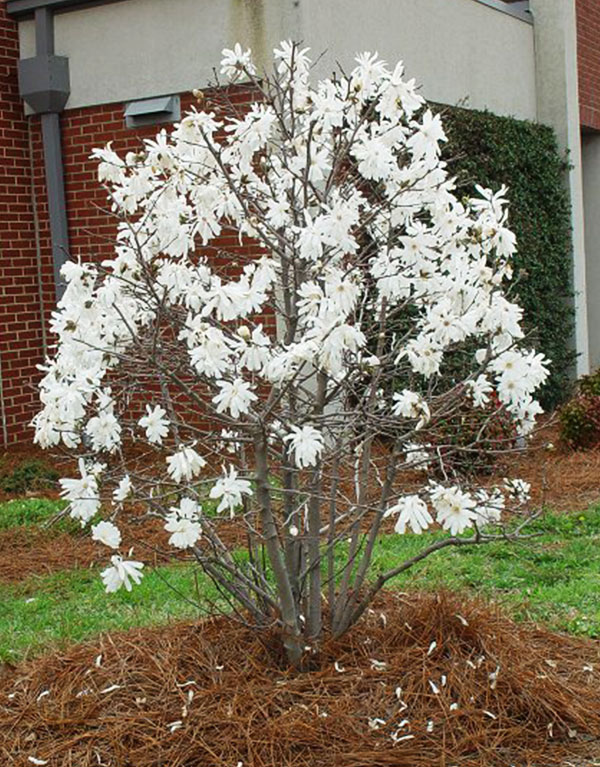 Esemplare di Magnolia