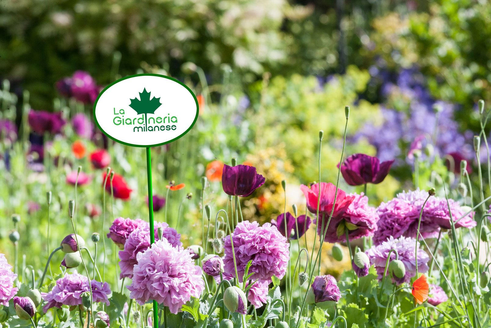 Chi siamo – la giardineria milanese Imprese giardinaggio milano